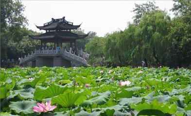 杭州西湖新景、花港观鱼、乌镇、西溪湿地二日游